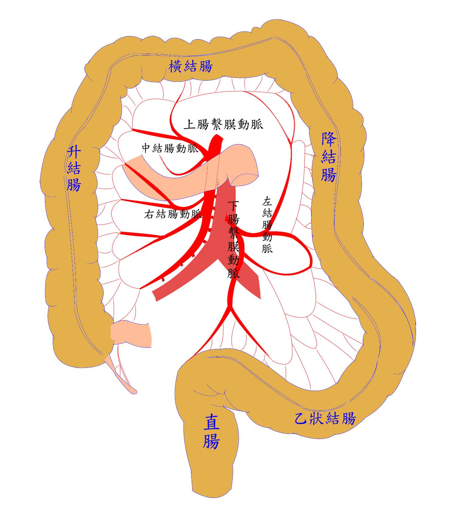 large bowel circulation